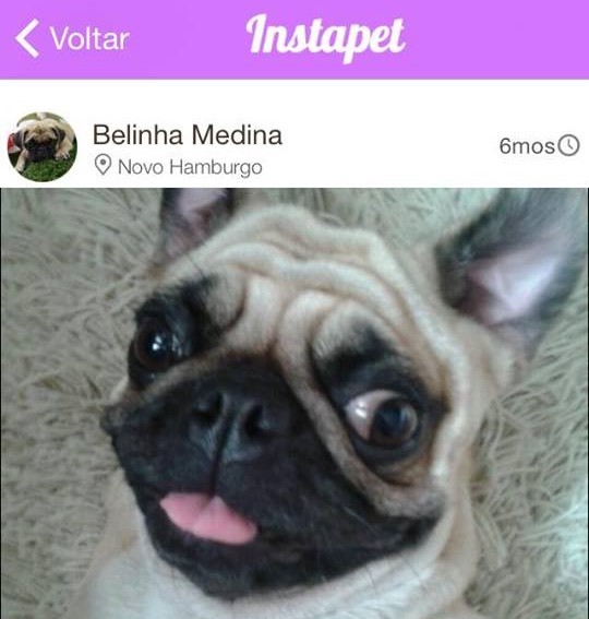 instapet22 1