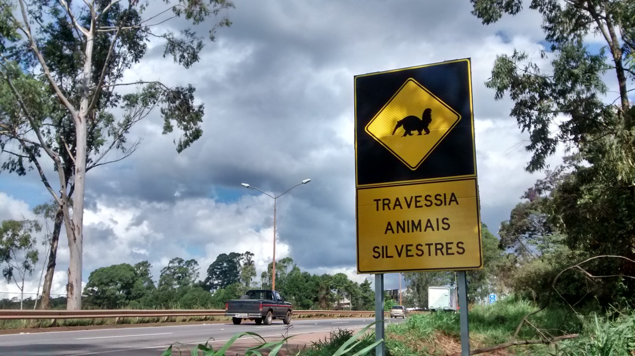 animais silvestres na estrada 1