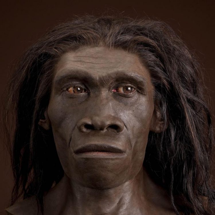 homo erectus 1