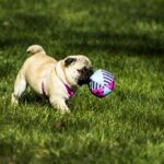 pug 1502562 1280 1