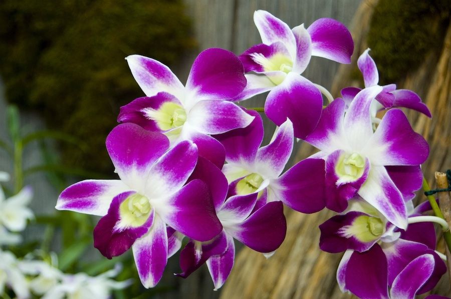 Feira de Orquídeas 1