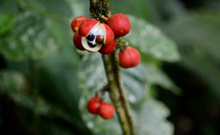 guarana 1