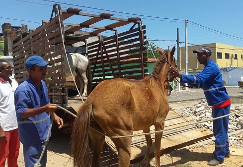 cavalo polícia civil 1