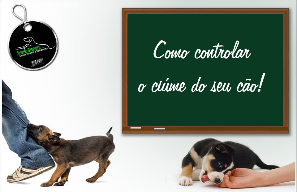 cão ciumento 1