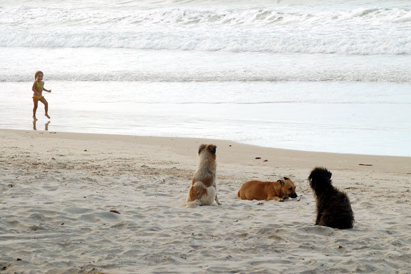 animais na praia 1