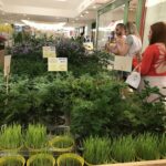 Natal Shopping recebe festival holandês de flores 1