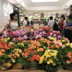 Natal Shopping recebe festival holandês de flores 2 1