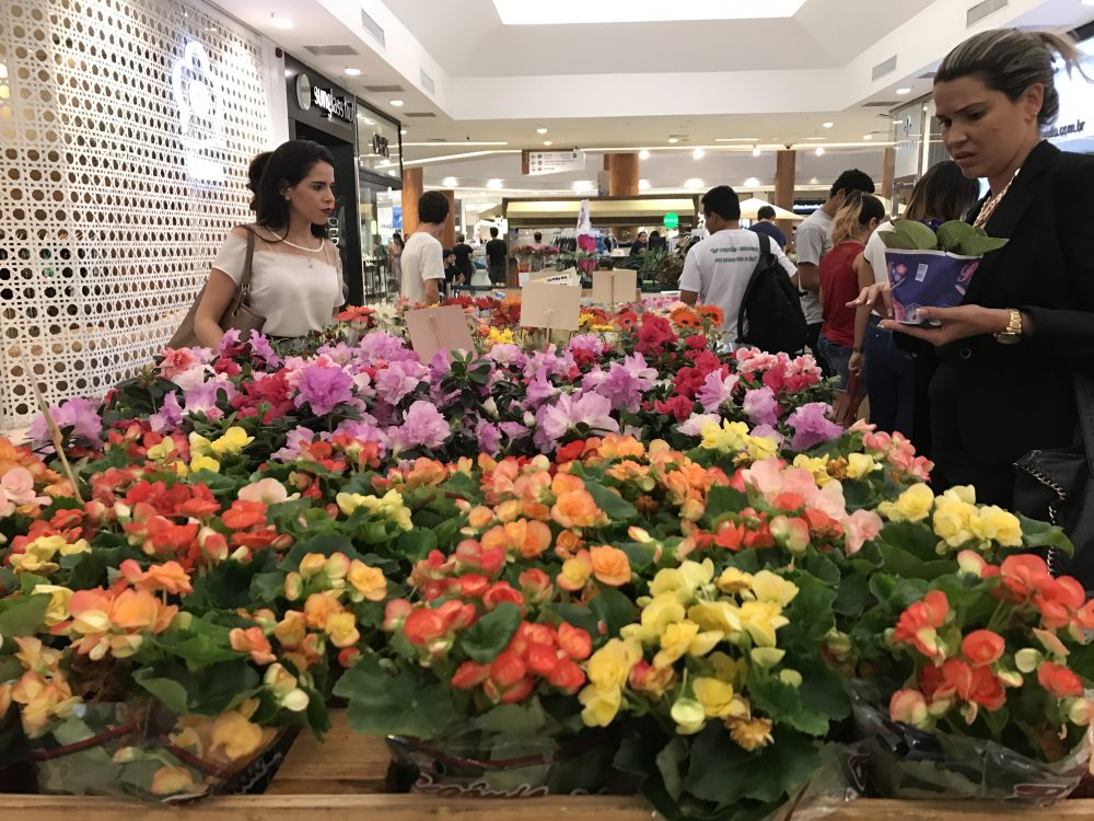 Natal Shopping recebe festival holandês de flores 3 1