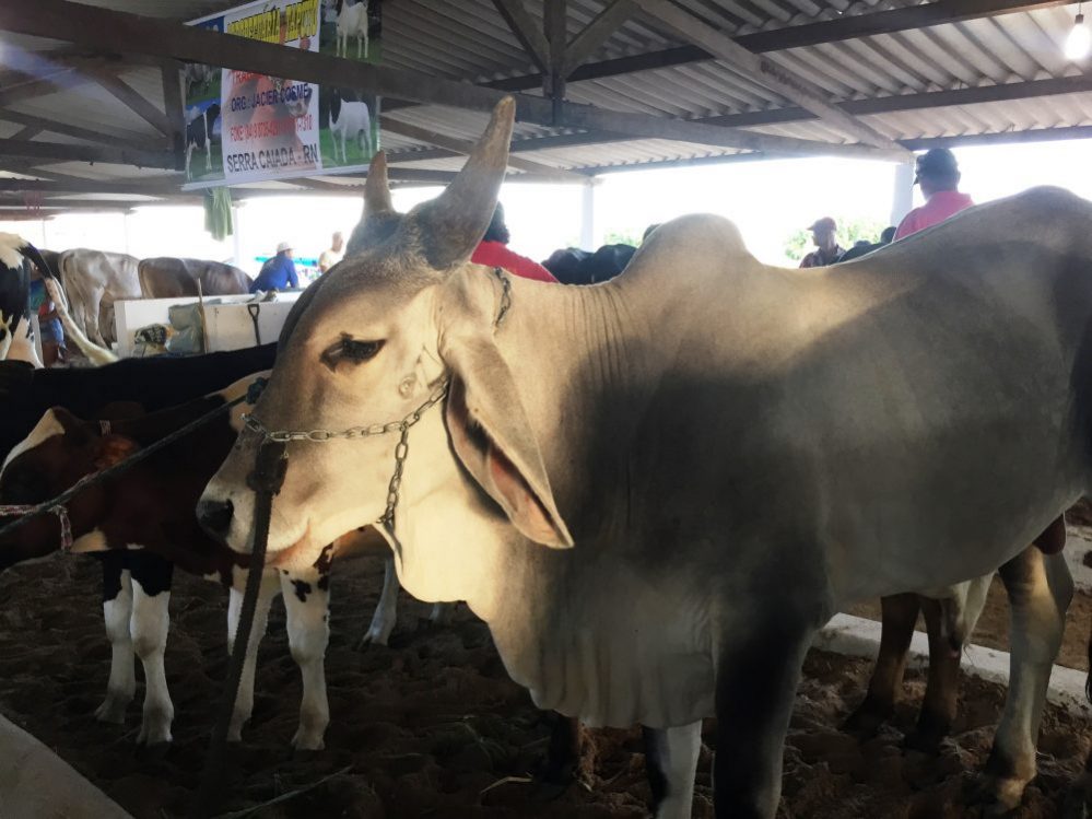 Exposição Agropecuária de caicó