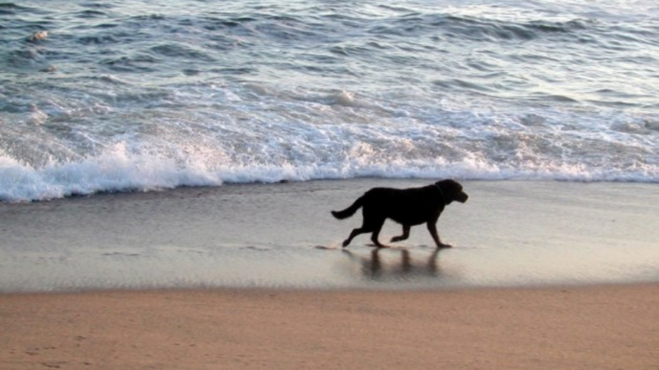 cachorro na praia e1514397933743