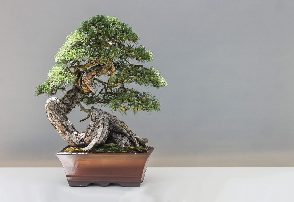 Exposição de Bonsai