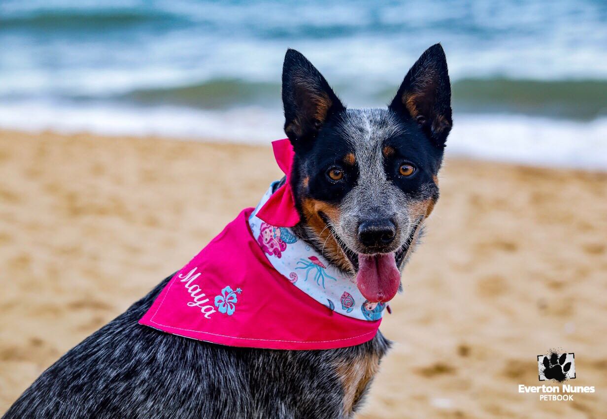 Surf City Surf Dog maya