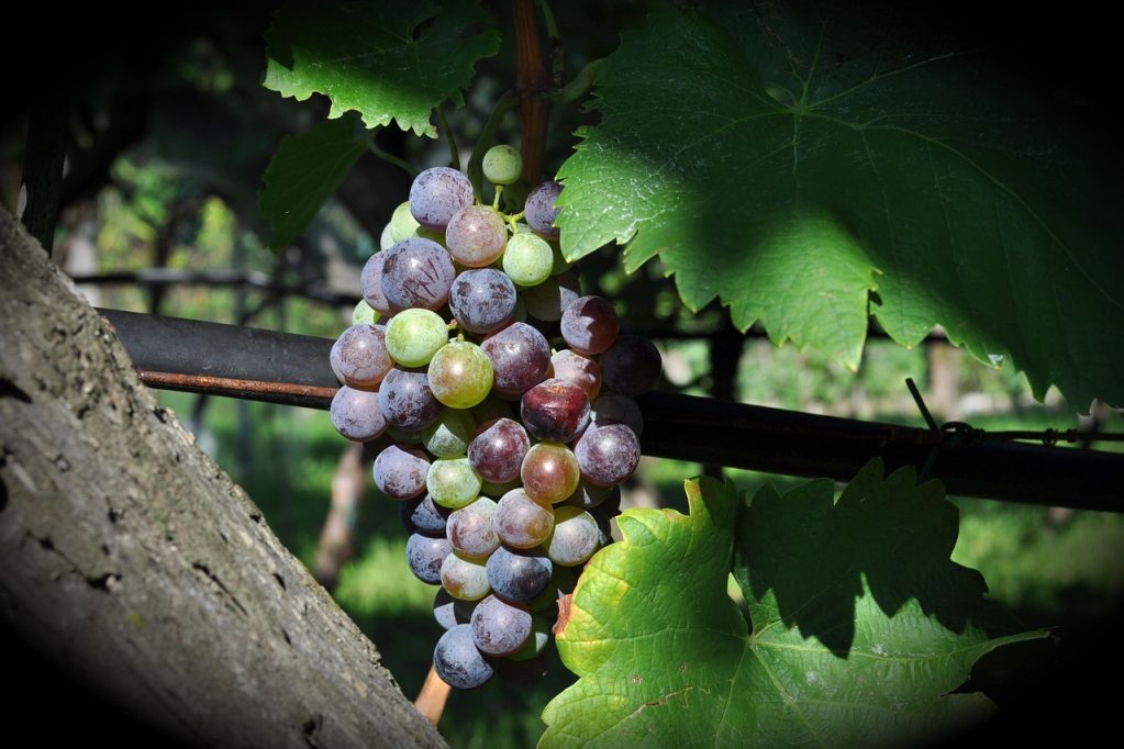 Uvas no semiárido do rio grande do norte