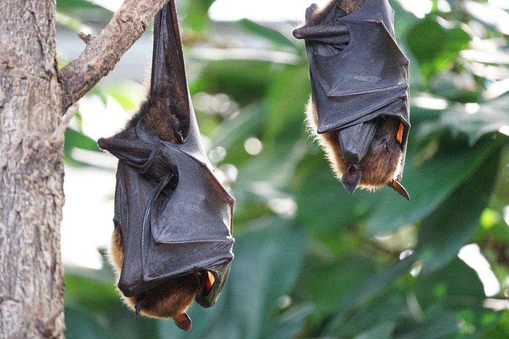 Sesap alerta para casos de raiva animal no Rio Grande do Norte