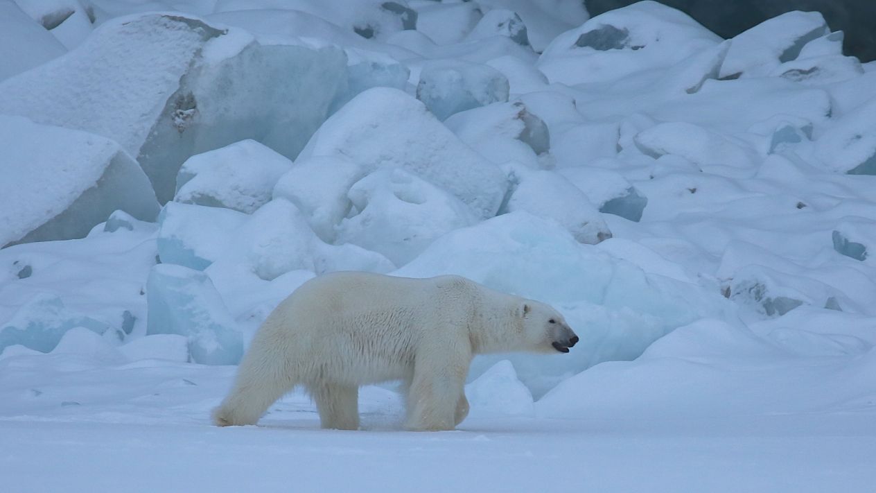 urso polar