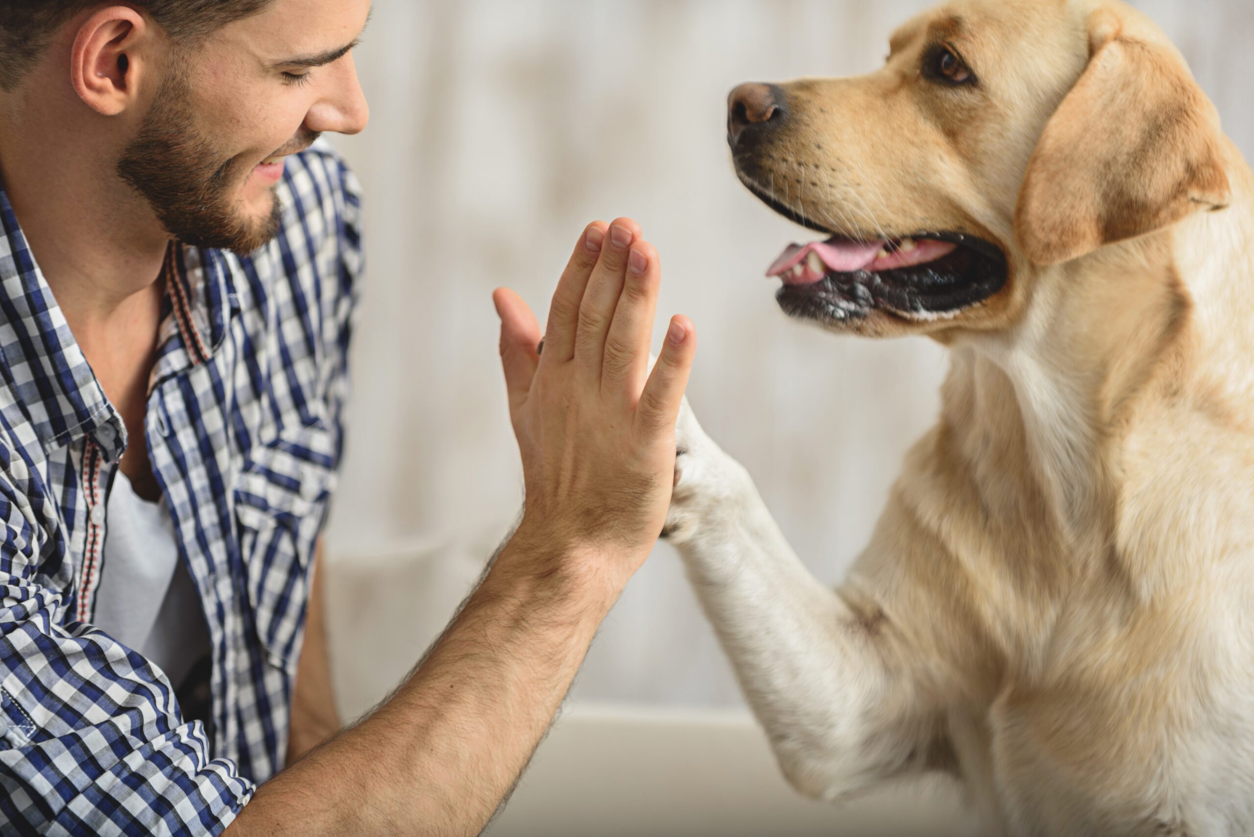 Lei nº 355 2017 permite entrada de animais no ambiente hospitalar scaled