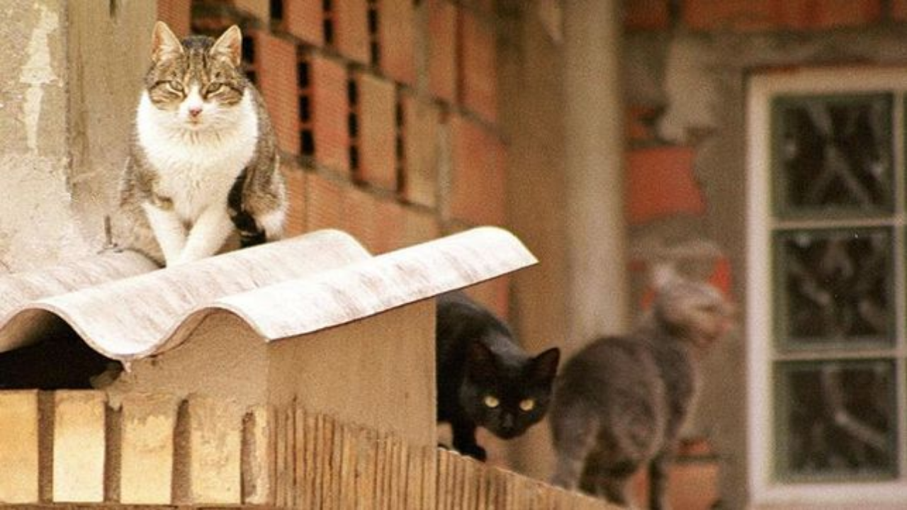 Parnamirim oferece serviço gratuito de castração de gatos