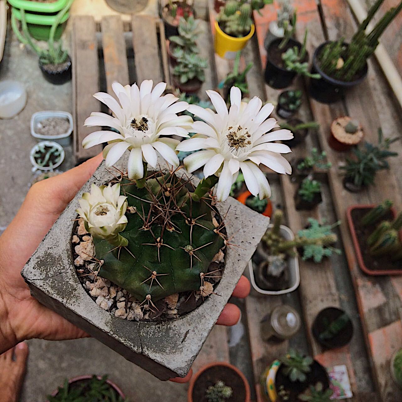 Dalton Santana de 23 anos sempre se interessou pela estética das plantas FOTO 2