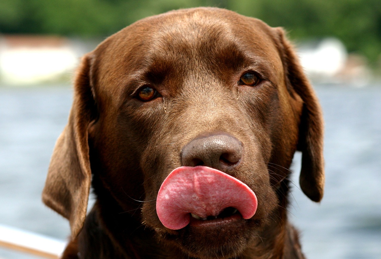 Expectativa de vida do cão labrador depende da cor de seu pelo