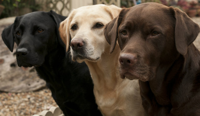 expectativa de vida de um cão cachorro labrador