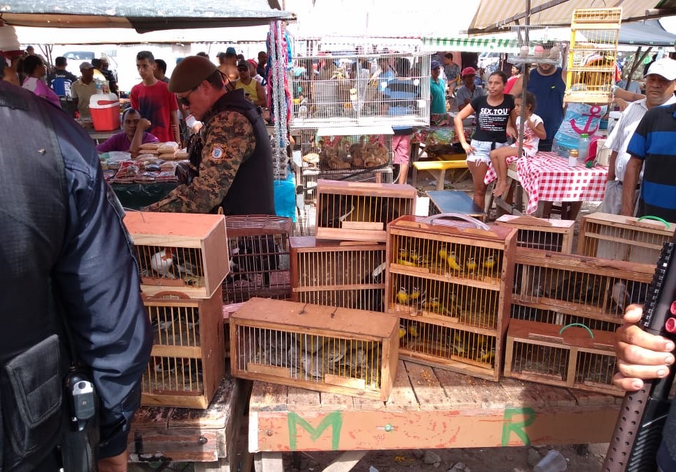 Guarda Municipal resgata tucanos e outras 97 aves na feira de Cidade da Esperança