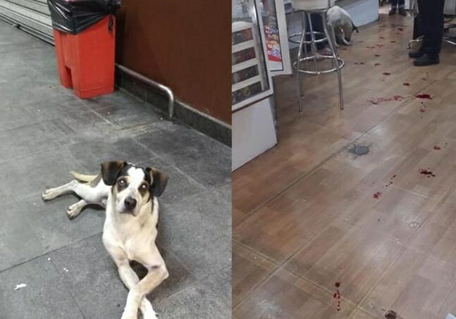 Cachorro morto em loja do Carrefour gera revolta nas redes sociais