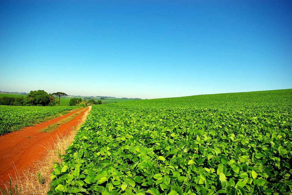 Conab estima que safra de grãos será de 238,4 milhões de toneladas soja