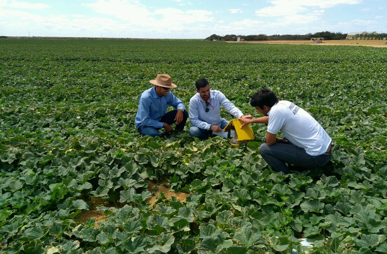 Municípios do RN com sinal verde para exportar frutas para o chile