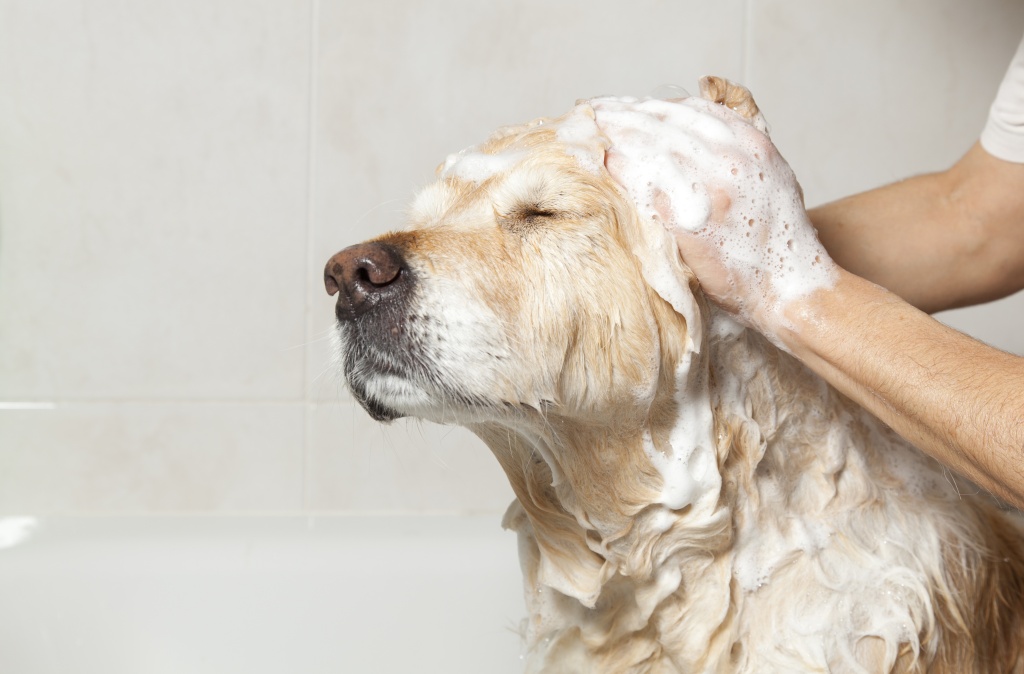 Projeto prevê instalação de câmeras em pet shops que oferecem banho e tosa