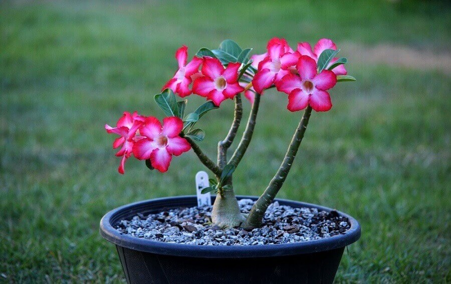 Feira Rosas do Deserto começa nesta quinta em Natal