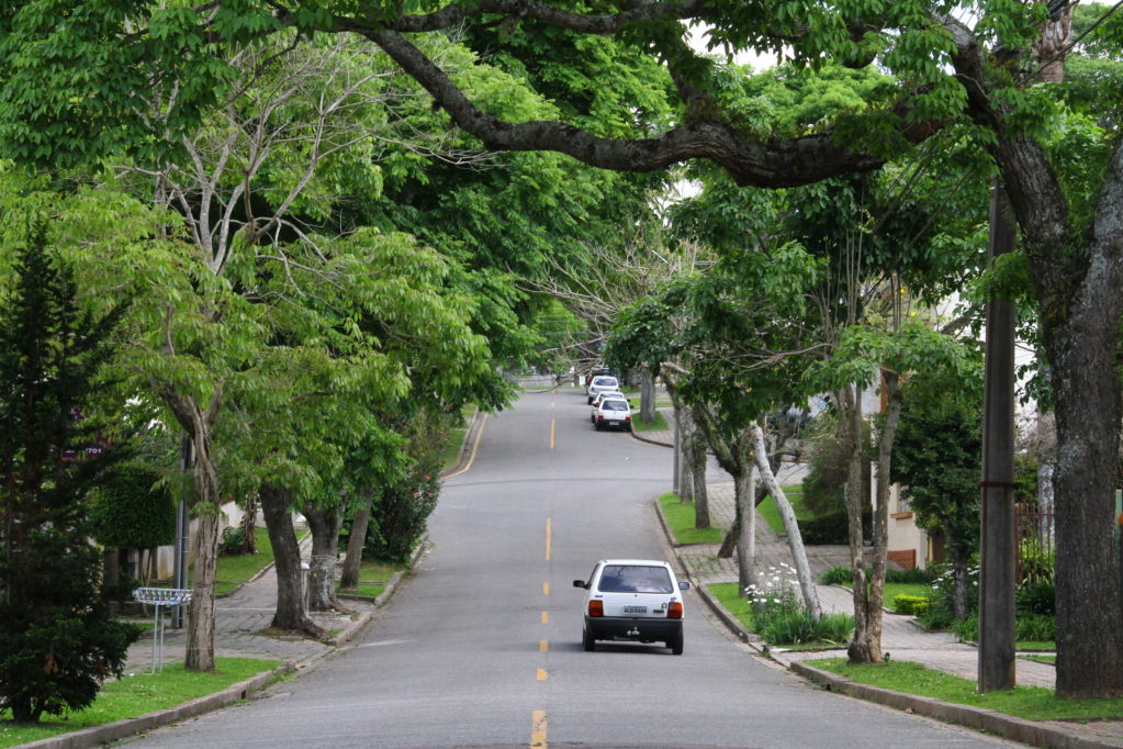 Natal vai receber o plantio de 20 mil novas árvores