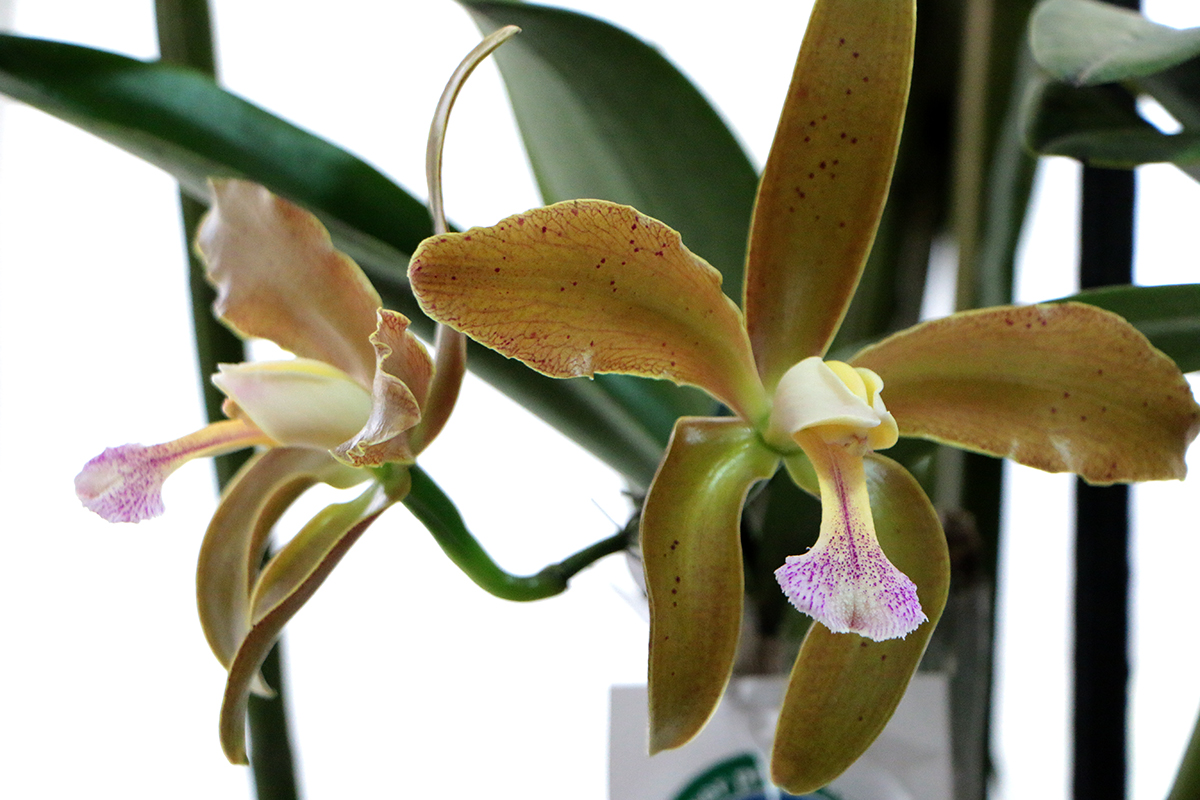 orquídea Cattleya Granulosa Lindley flor simbolo do rn rio grande do norte 1