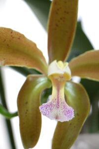 orquídea Cattleya Granulosa Lindley flor simbolo do rn rio grande do norte