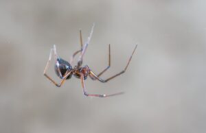 picada de aranha