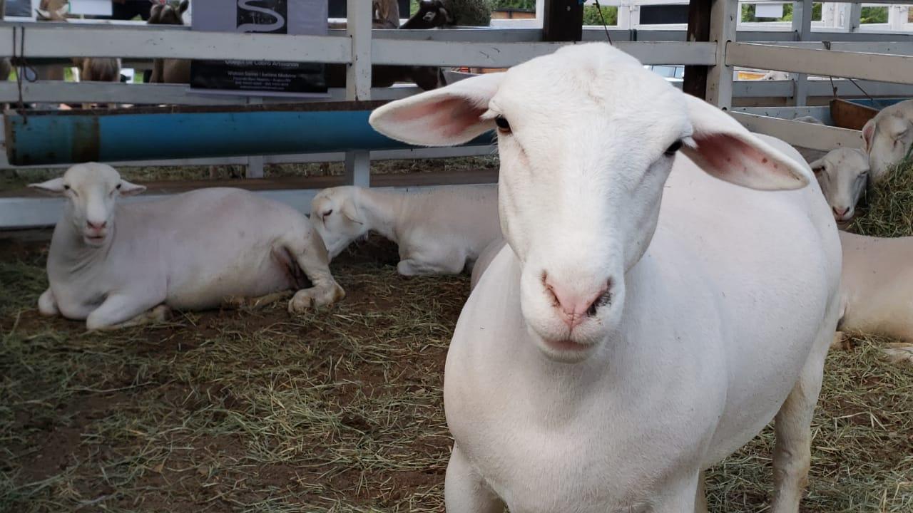 Feira agropecuária movimenta o final de semana em Lajes