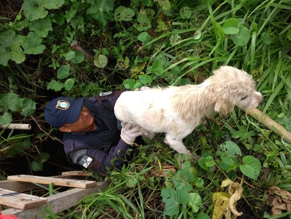 Guarda Municipal resgata cãozinho de dentro de sumidouro em Natal 1