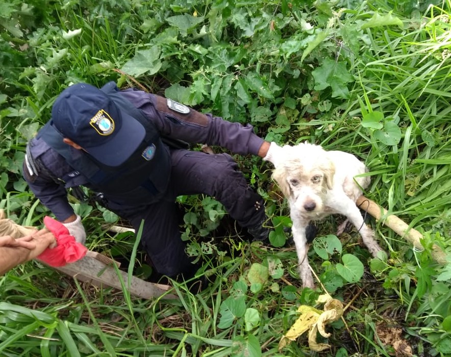 Guarda Municipal resgata cãozinho de dentro de sumidouro em Natal