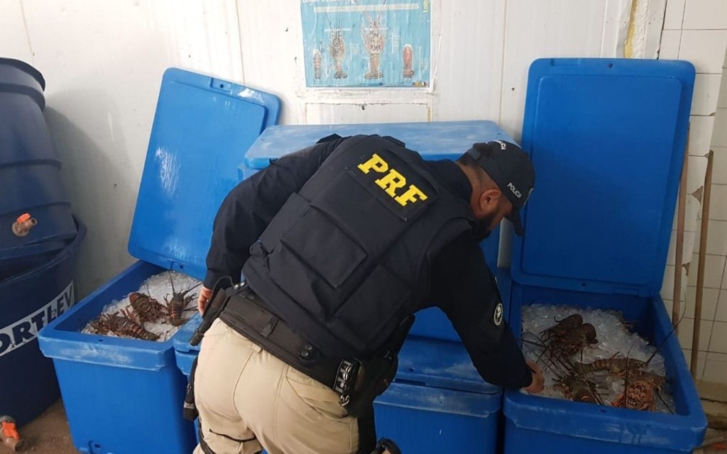 lagostas pescadas ilegalmente em Baía Formosa