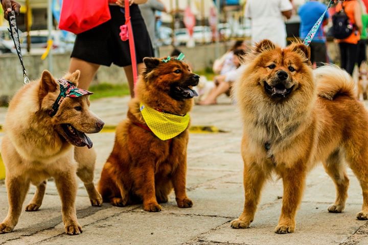 1ª Cão Silvestre acontece em novembro na Arena das Dunas