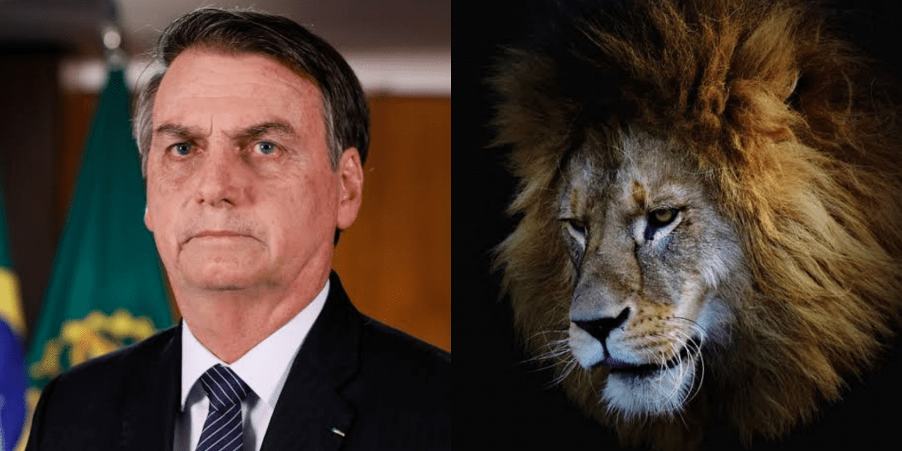 Bolsonaro pede desculpas ao STF por vídeo com hienas