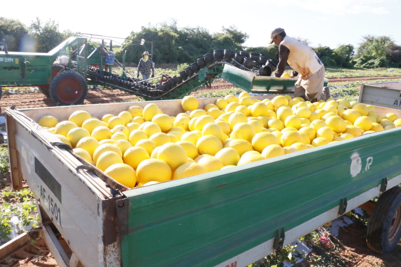 Fruticultura do RN conquista mercado chinês e deve gerar mais 10 mil empregos