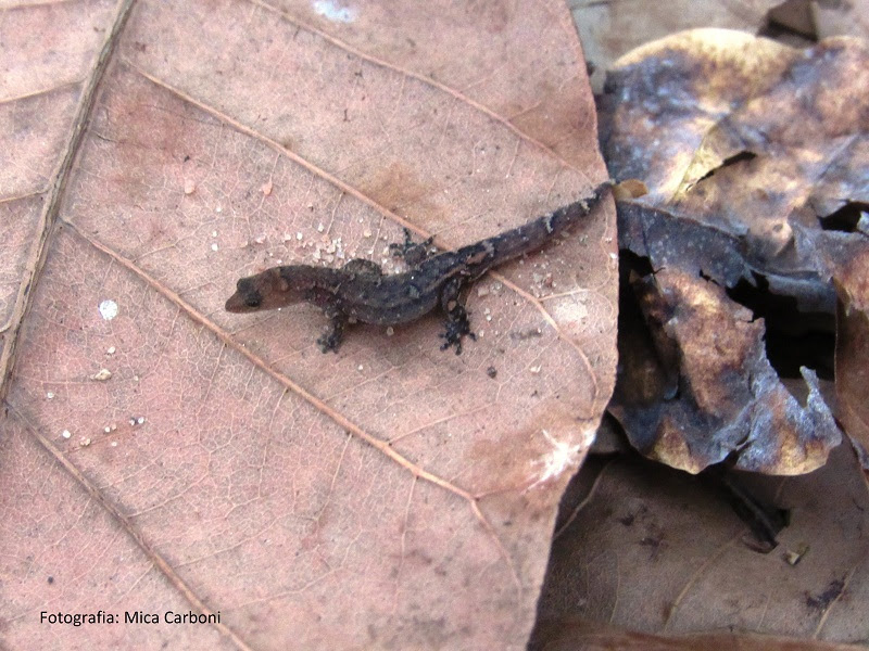 Maior Cajueiro do Mundo abriga o menor lagarto das Américas lagarto de folhiço