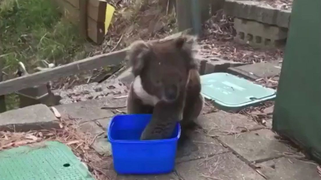 Coala pede água durante uma onda recorde de calor na Austrália