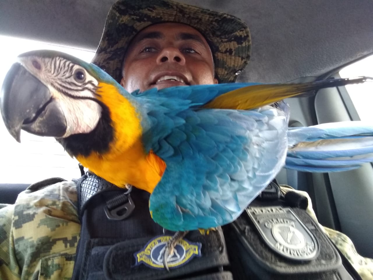 Guarda Municipal resgata arara em área residencial de Ponta Negra 1