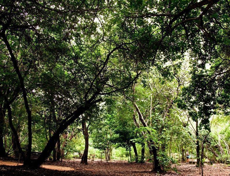 Parque Estadual das Dunas de Natal