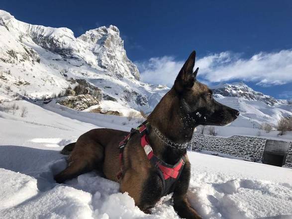 Cadela sobrevive 16 dias sem comida nos Alpes italianos