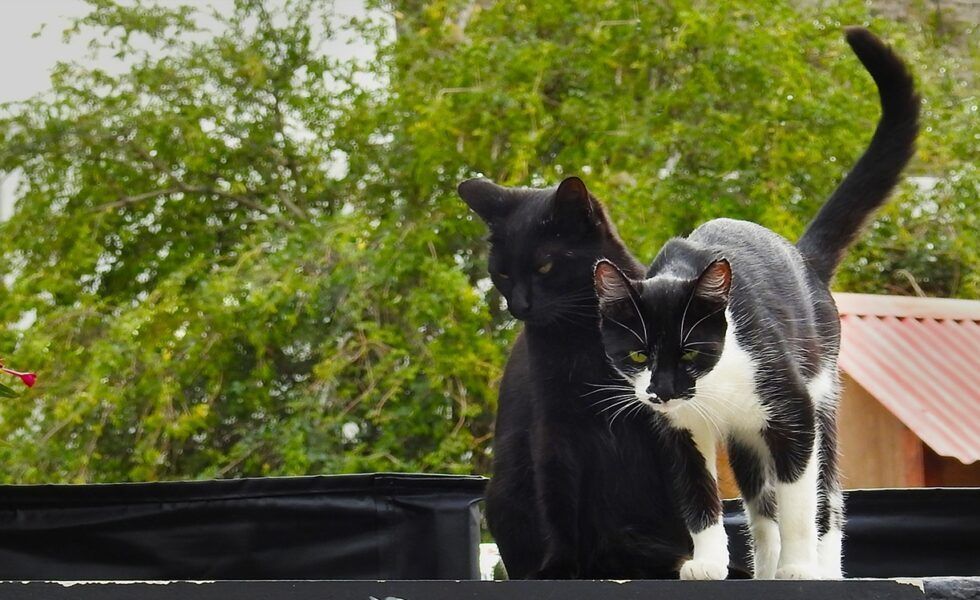 Gatos são os mais afetados e principais transmissores dessa doença