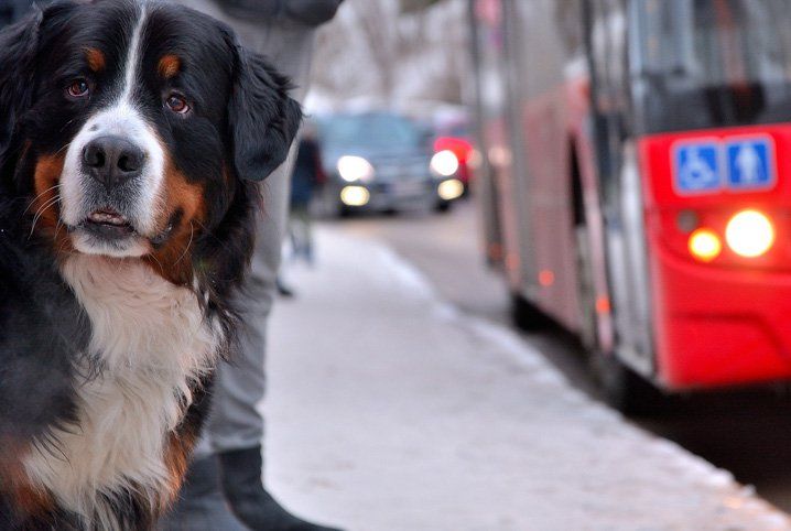 No RN lei autoriza transporte de animais de pequeno porte em ônibus e trens