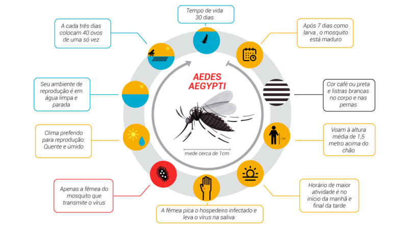 Cuidados com o 'Aedes aegypti' devem ser mantidos mesmo após o período de chuvas