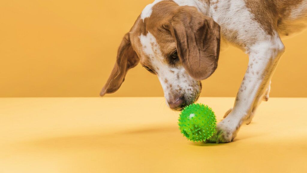 Pets na quarentena saiba como mantê-los ativos e saudáveis sem descumprir as regras de afastamento social